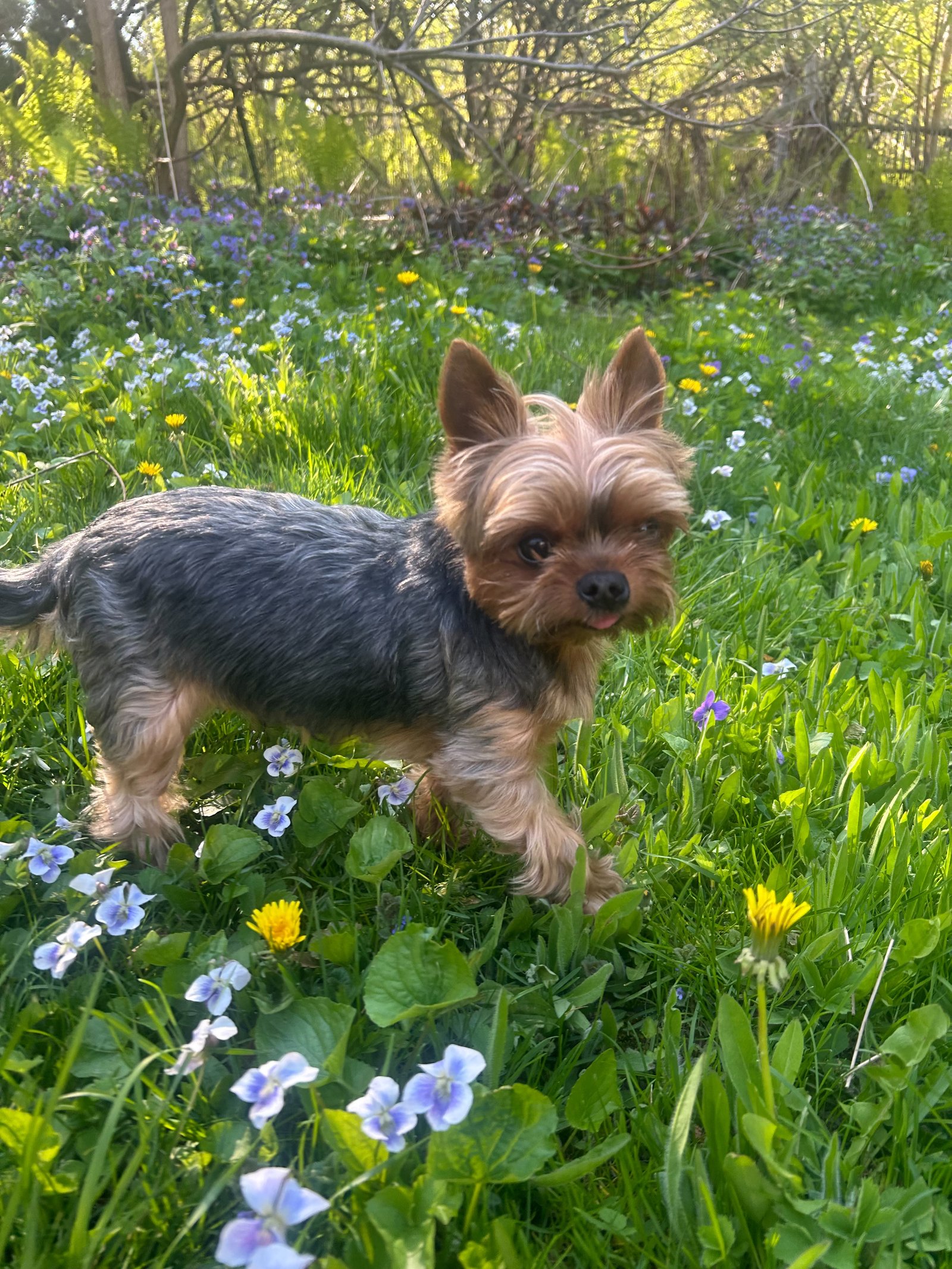 Happy dog on a walk